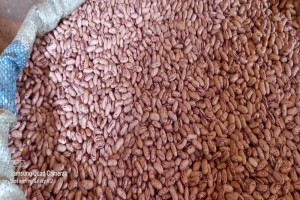 Sugar Beans from Zambia